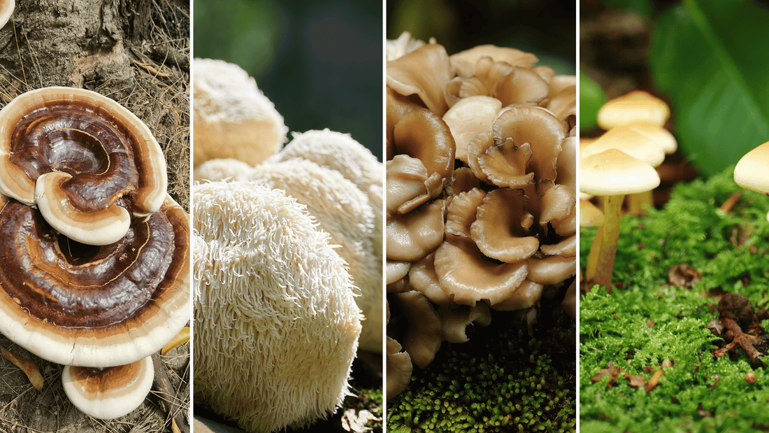 話題の機能性きのこ4選：ヤマブシタケ・霊芝・舞茸・冬虫夏草の健康パワー