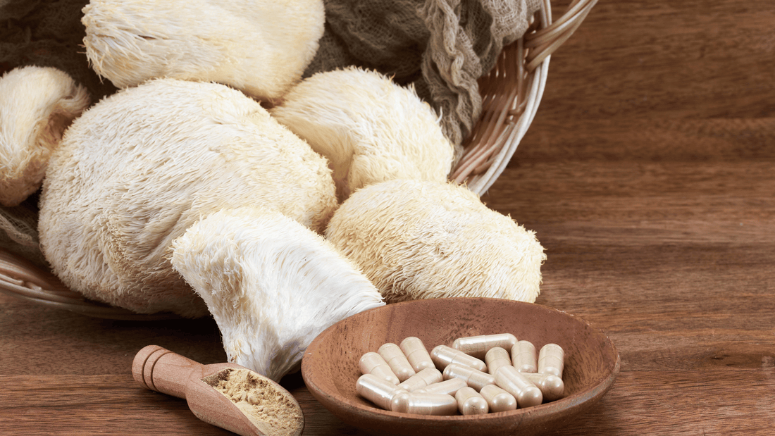 ヤマブシタケの効果・効能：脳と腸に働く注目のきのこ