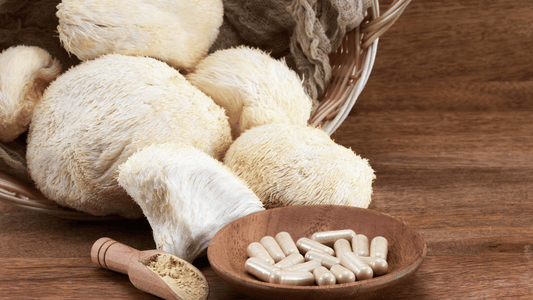 ヤマブシタケの効果・効能：脳と腸に働く注目のきのこ