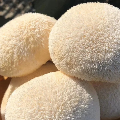 ヤマブシ茸エキスカプセル