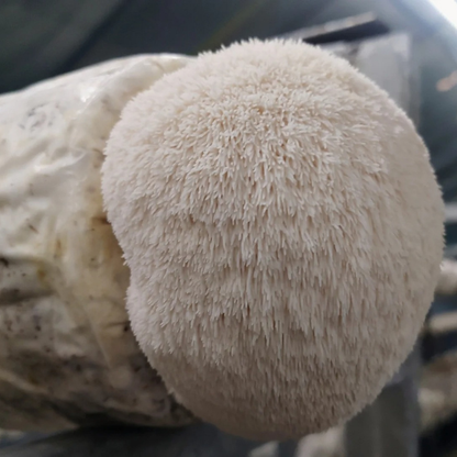 ヤマブシ茸エキスカプセル