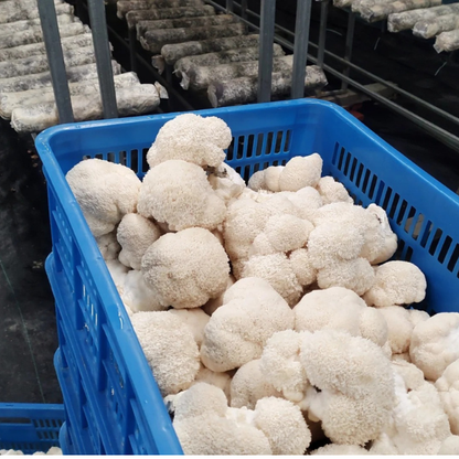 ヤマブシ茸エキスカプセル