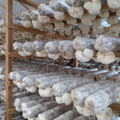 ヤマブシ茸エキスカプセル