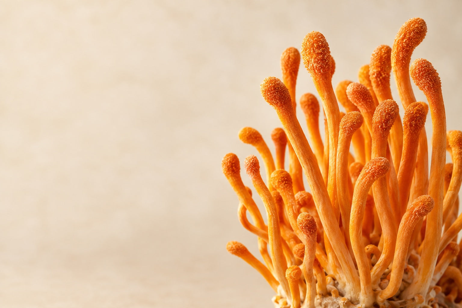 オレンジ色のCordyceps militaris子実体のイメージイラスト